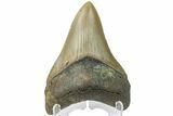 Fossil Megalodon Tooth - North Carolina #165434-1
